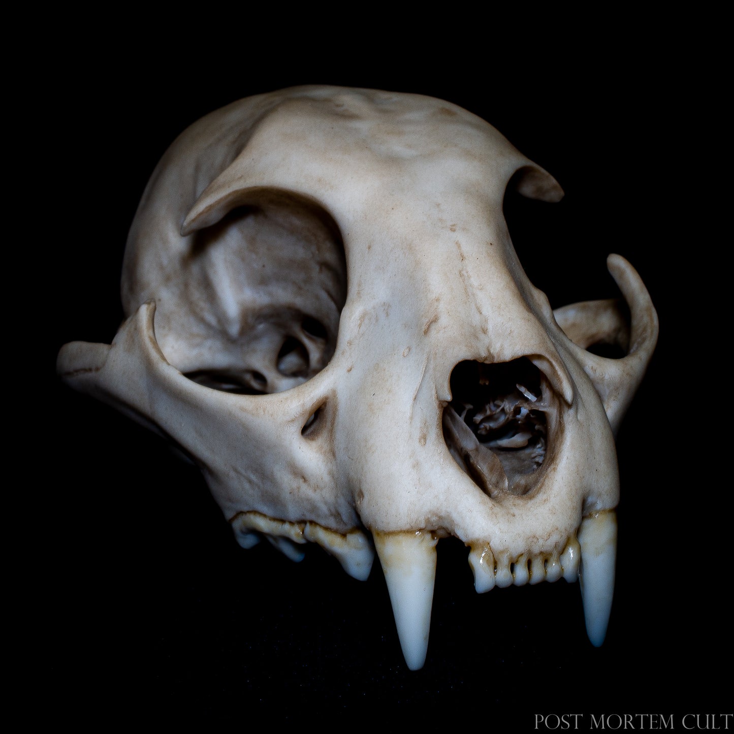 Full composition of Iberian lynx skull as natural history display, suitable for collections and scientific environments.