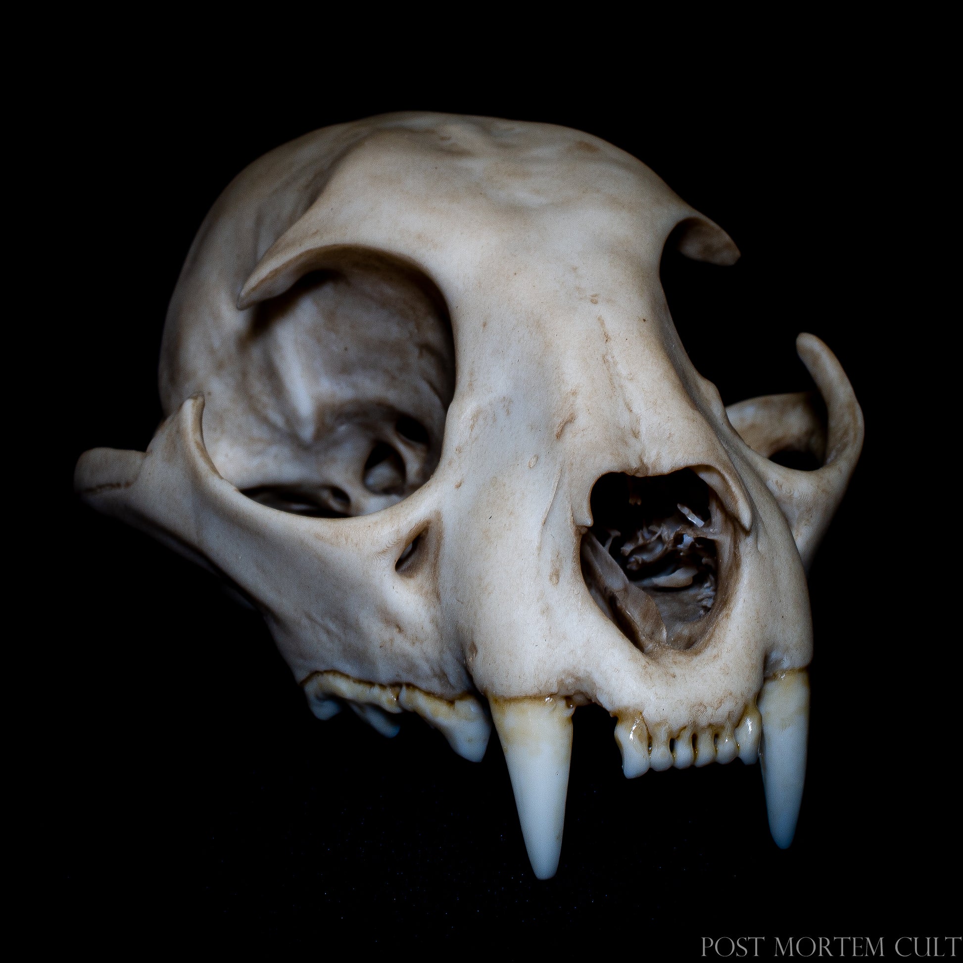 Full composition of Iberian lynx skull as natural history display, suitable for collections and scientific environments.