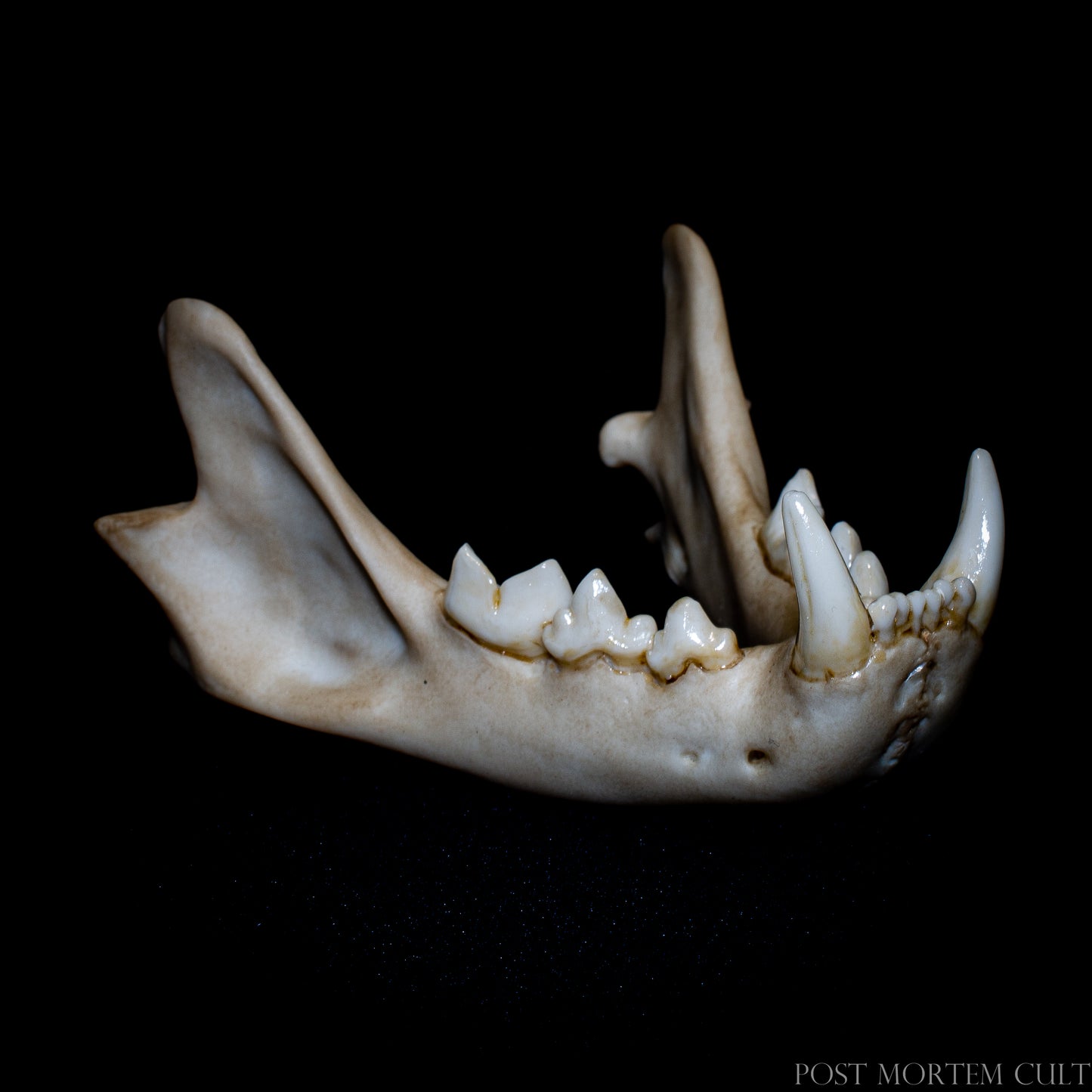 Angled detail view emphasizing skull depth, structure and realistic bone surface for study and display.