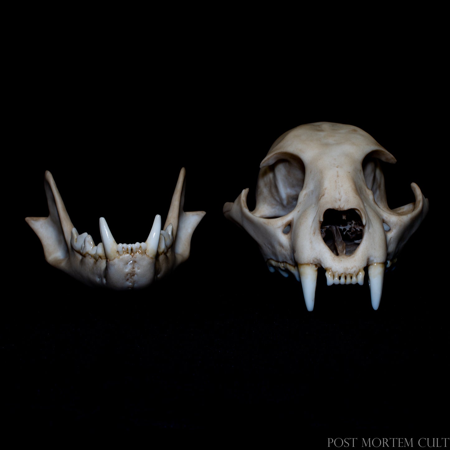 Life size lynx pardinus skull replica isolated on neutral background showing full anatomical form and proportions.