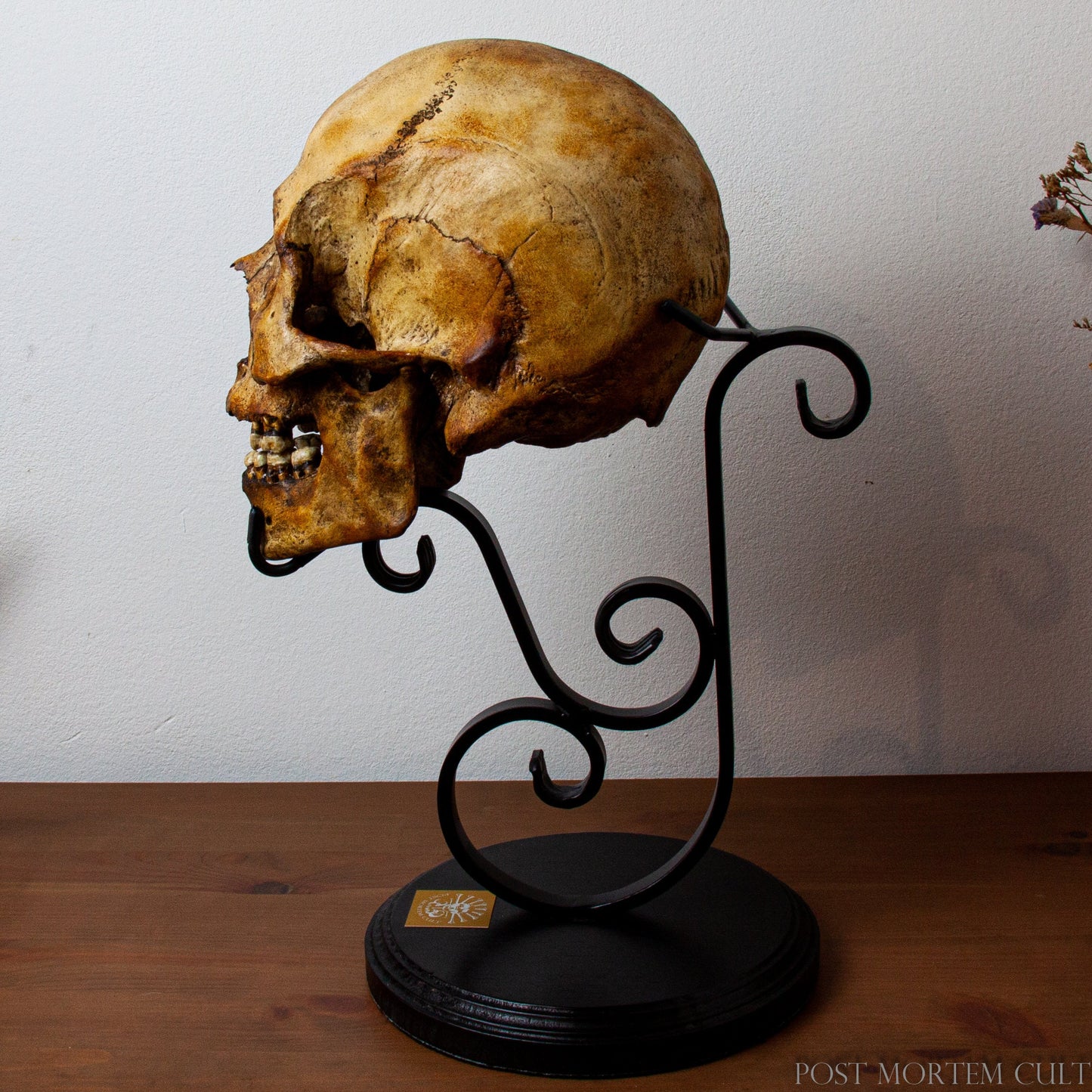 Stylish Decorative Skull Display – Features a Satin Black Finish and Dark Oak-Stained Pine Base for a Sophisticated Look.