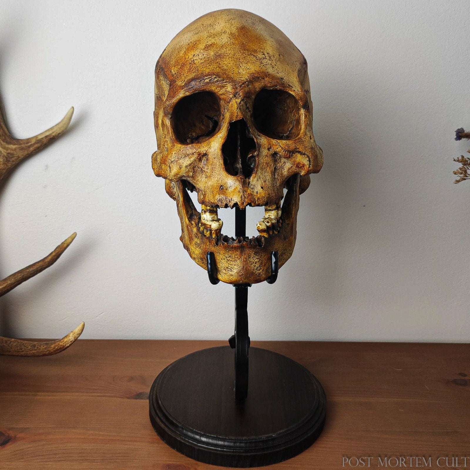 Unique Oddities Display Stand – Ideal for Enhancing the Beauty of Your Skull Collection in Any Home Decor Setting.