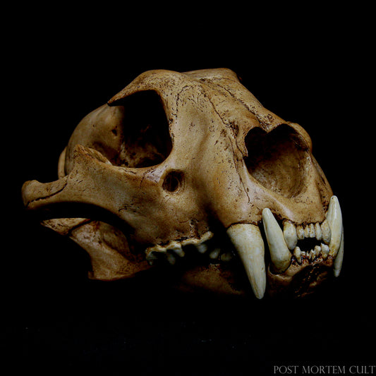 This Panthera onca skull replica is crafted from premium polyurethane resin, offering exceptional realism and durability. Perfect for collectors, educators, or anyone passionate about wildlife.