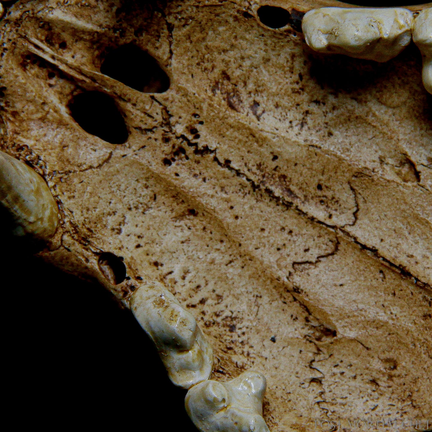 Our resin jaguar skull captures the anatomical details of the jaguar with extreme precision, making it a standout piece for any collection.