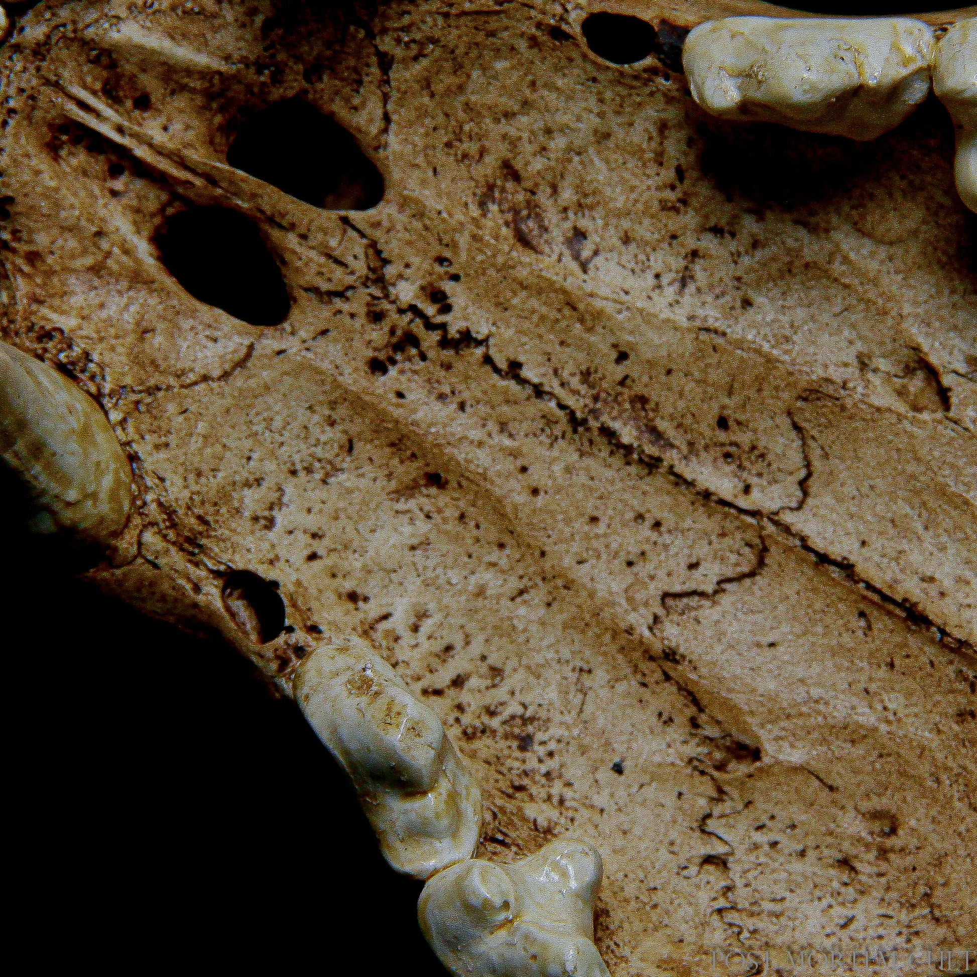 Our resin jaguar skull captures the anatomical details of the jaguar with extreme precision, making it a standout piece for any collection.
