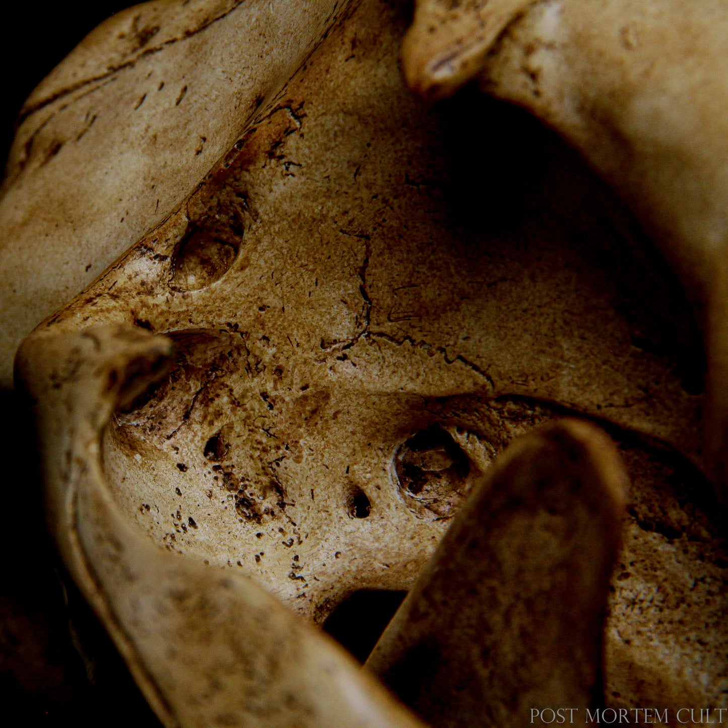 This jaguar skull replica is meticulously crafted with realistic details including natural texturing, bringing the beauty of this wild animal into your home or classroom.