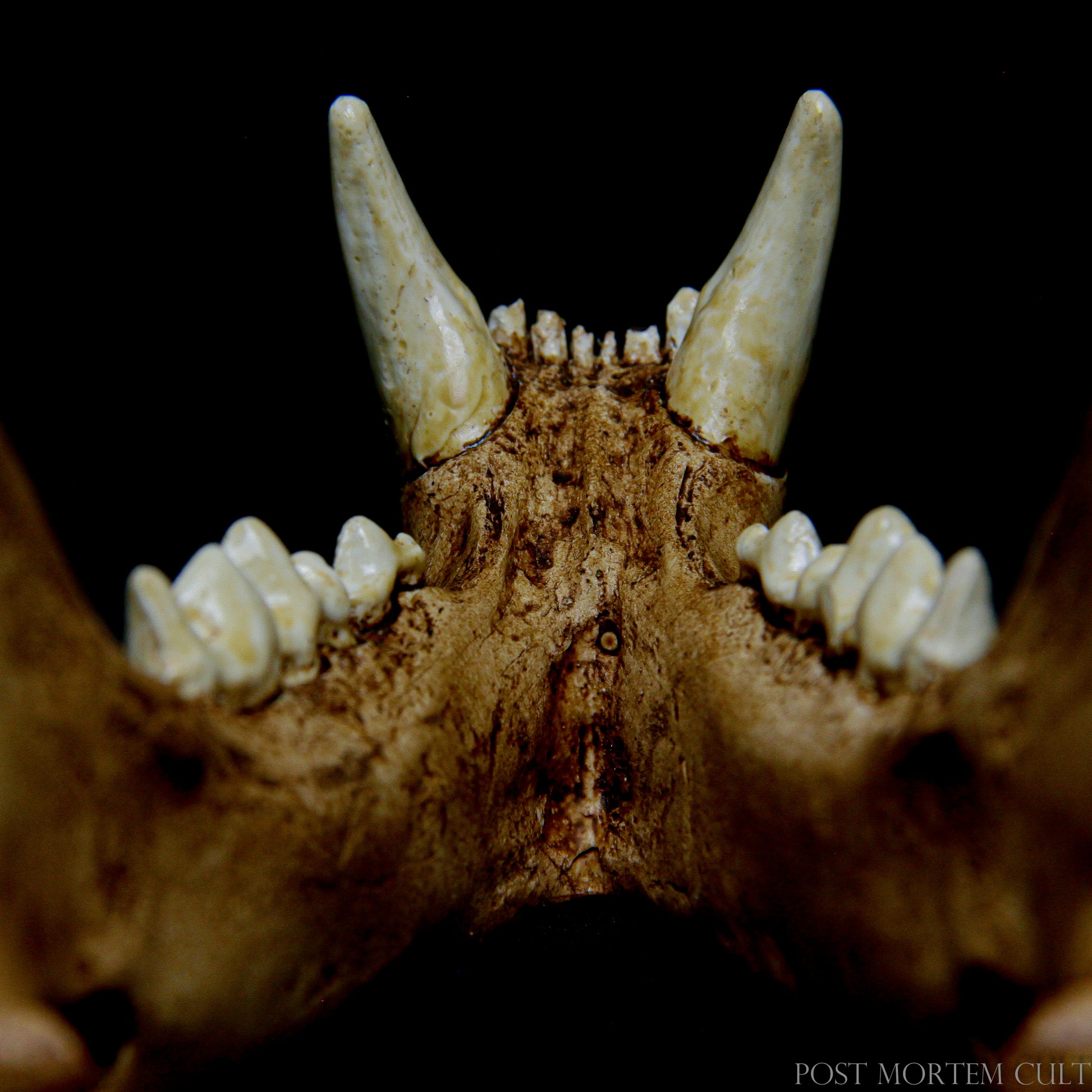 With its authentic features, this Panthera onca skull replica provides an unmatched level of detail, perfect for collectors or anyone with a passion for animal anatomy.