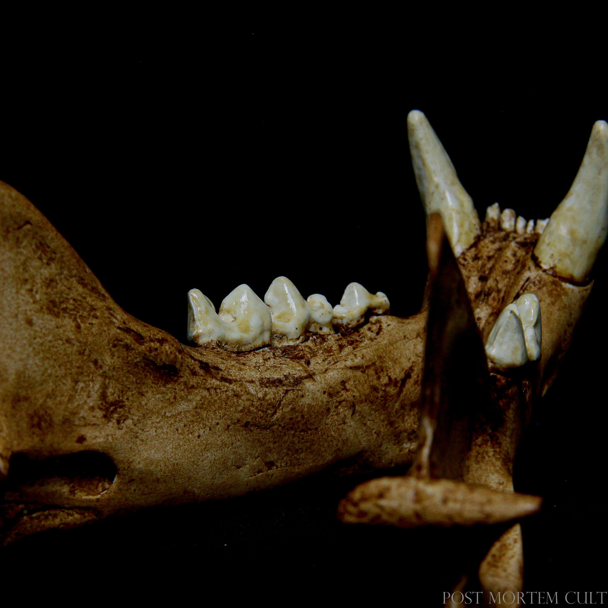  for maximum realism, this jaguar skull replica is perfect for both display and educational purposes, adding a unique element to any collection.