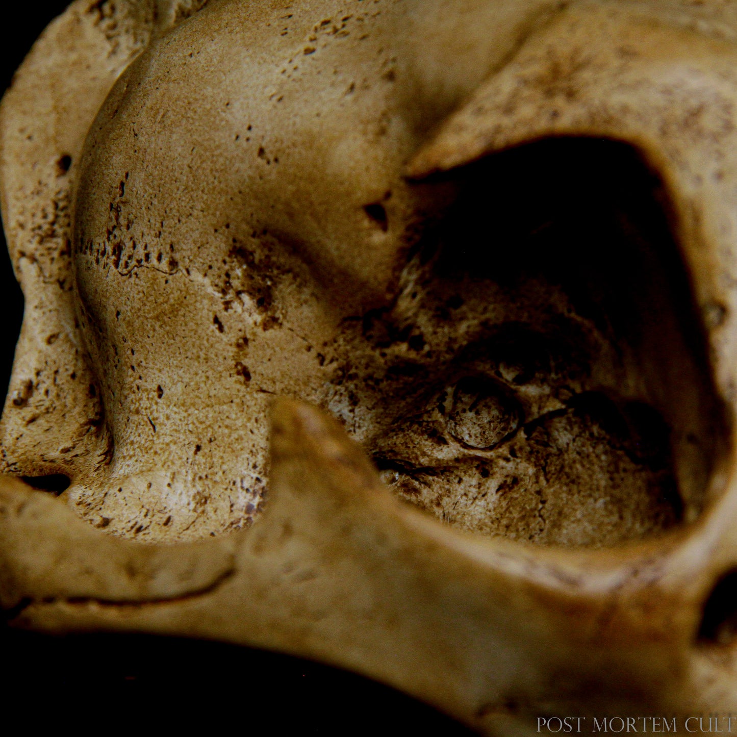 Showcase the beauty and intricacy of wildlife with this stunning Panthera onca skull replica, perfect for zoologists, educators, and wildlife collectors.