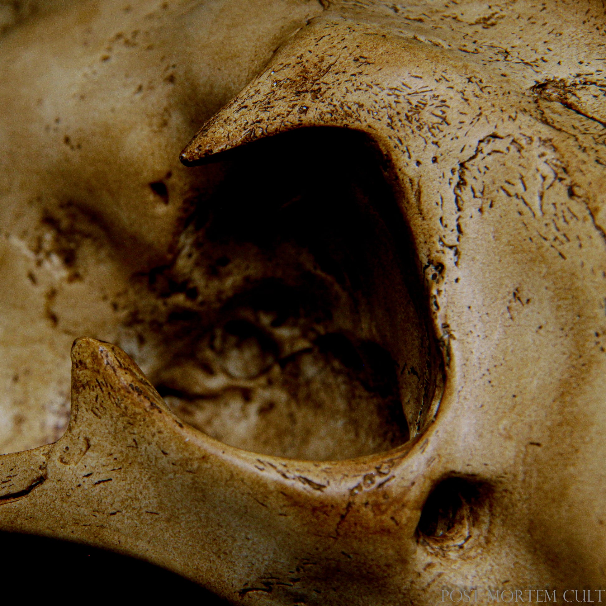 This realistic animal skull is designed with the utmost attention to detail, from the shape of the jaguar's teeth to the texture of its bony structure.
