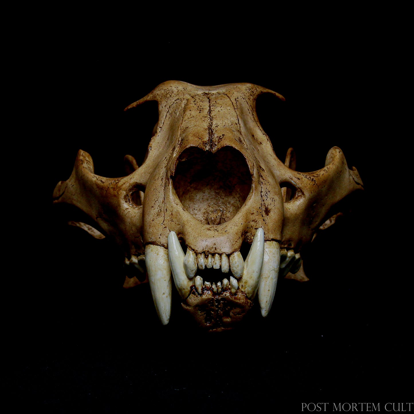 A beautifully detailed replica of a jaguar skull, this model measures 9.06 x 6.3 x 4.33 inches and weighs between 500-550 grams, ensuring a solid presence in any collection.