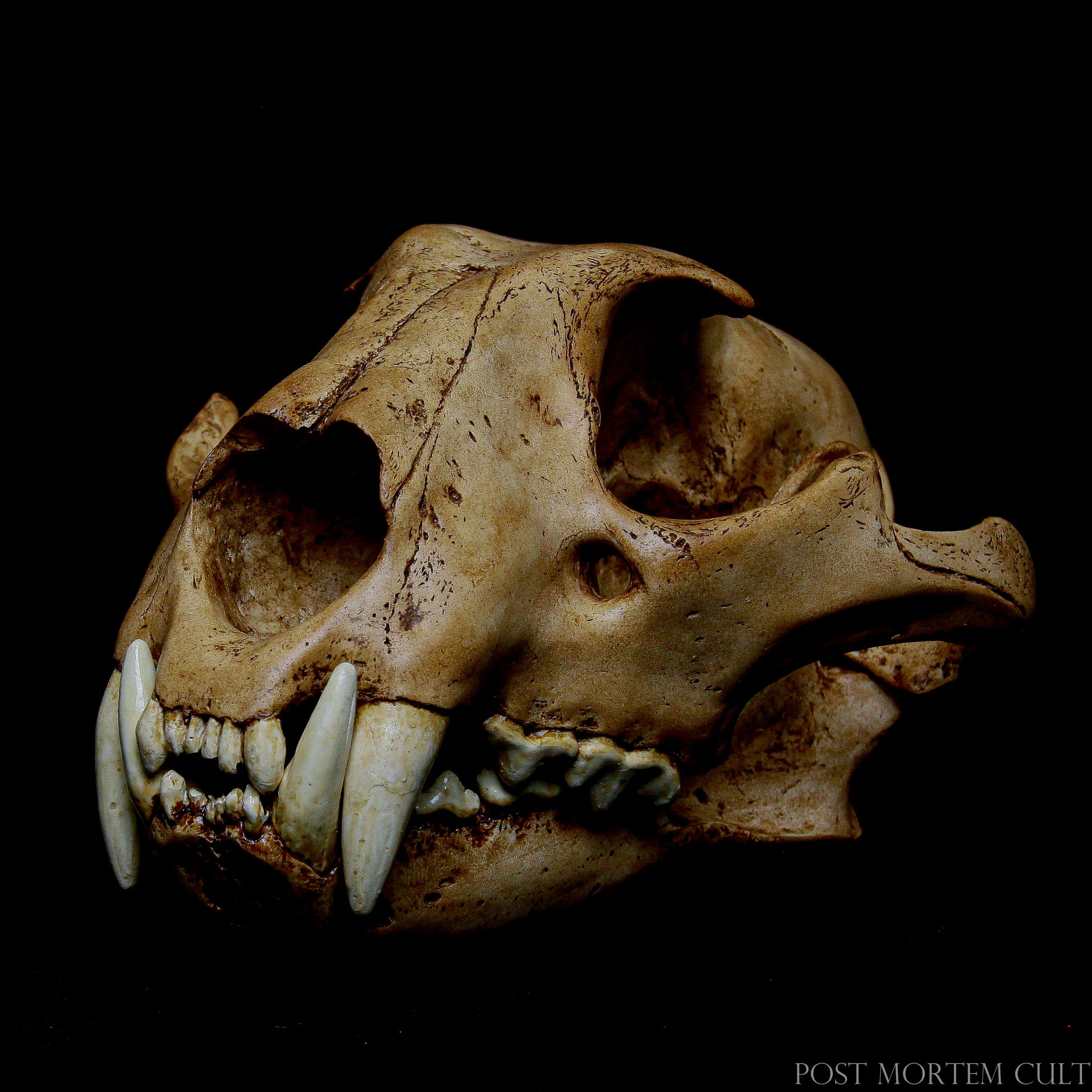 Made from high-quality polyurethane resin, this Panthera onca skull is hand-cast from an authentic jaguar skull, providing stunning accuracy in both texture and shape.