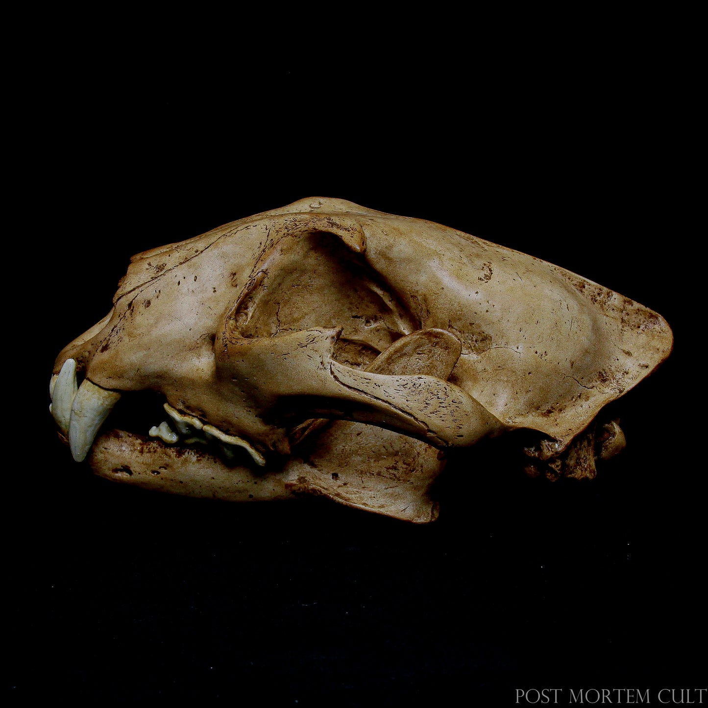 Measuring 9.06 x 6.3 x 4.33 inches, this realistic jaguar skull model is a must-have for educational purposes or as a striking addition to any nature enthusiast's decor.