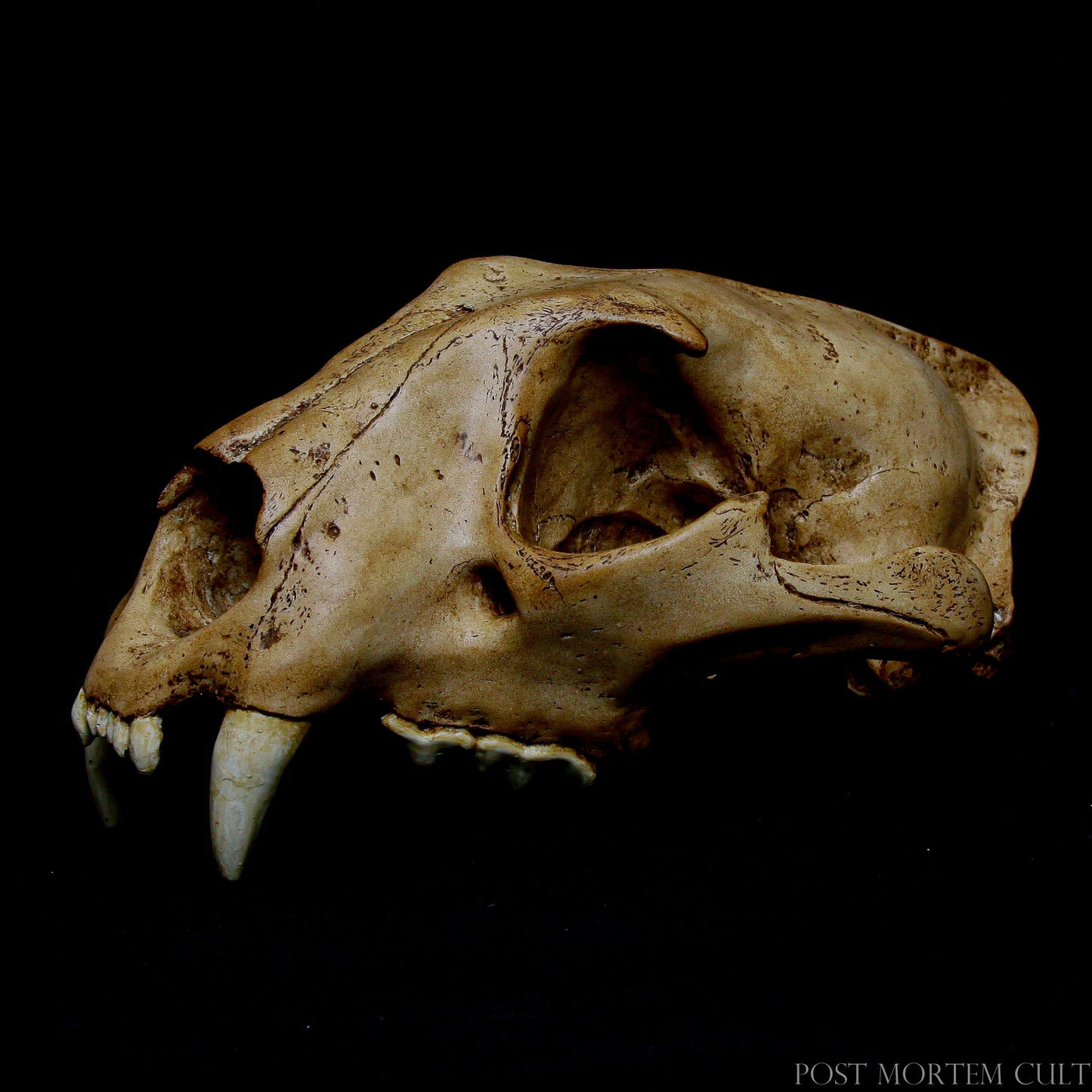 Perfect for educational displays or decorative purposes, this jaguar skull replica offers a high degree of realism, making it ideal for collectors and nature lovers.