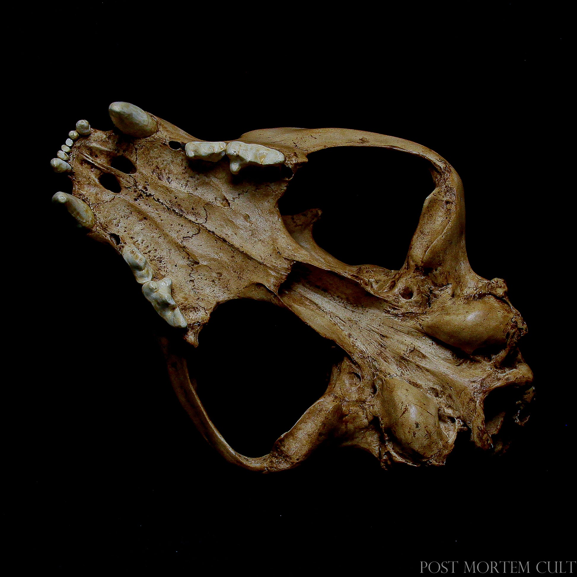 This meticulously crafted jaguar skull replica is an ideal piece for anyone looking to add a realistic animal skull to their collection or zoological display.
