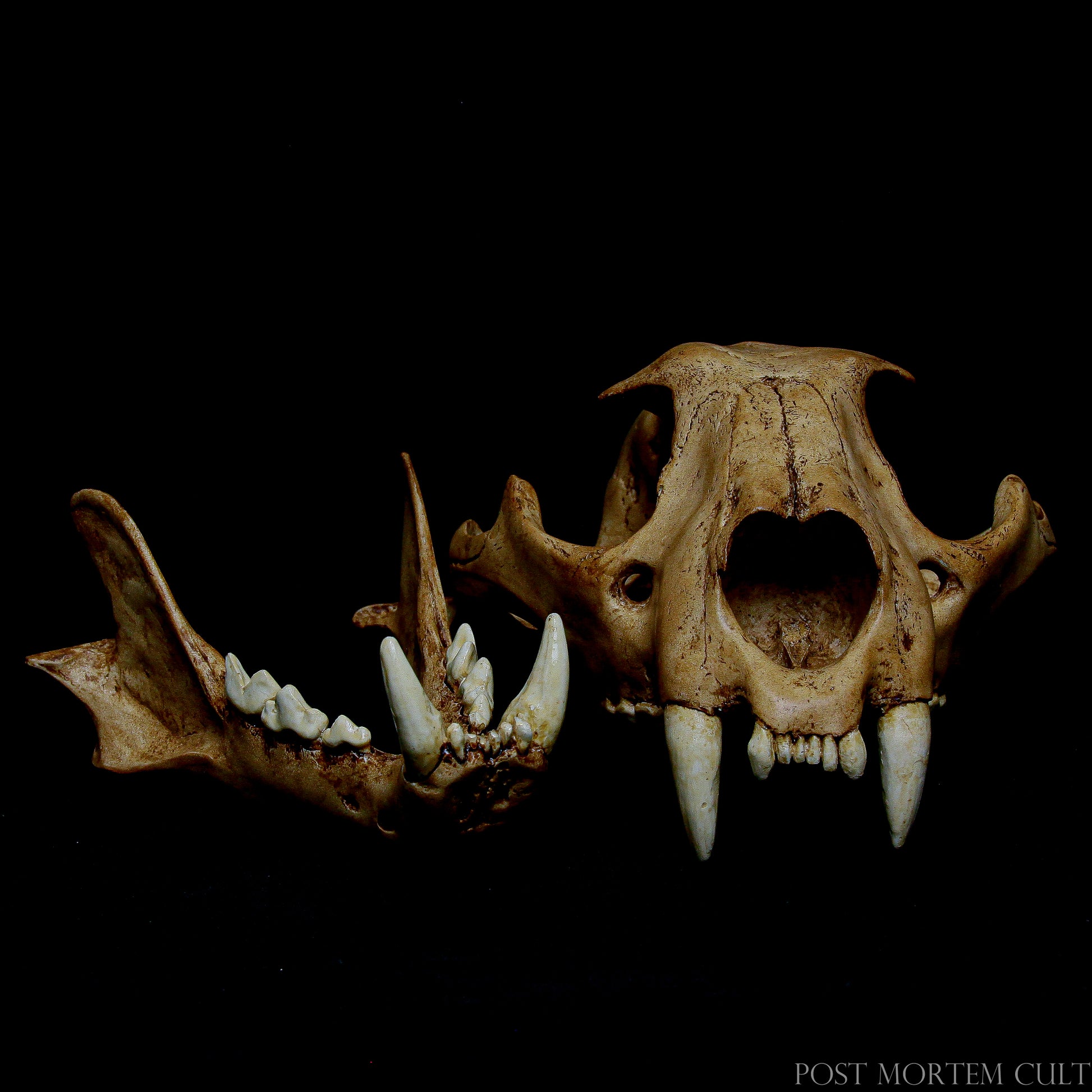 Add a highly detailed and realistic touch to your decor with this stunning Panthera onca skull replica, measuring 9.06 x 6.3 x 4.33 inches and weighing 500-550 grams.
