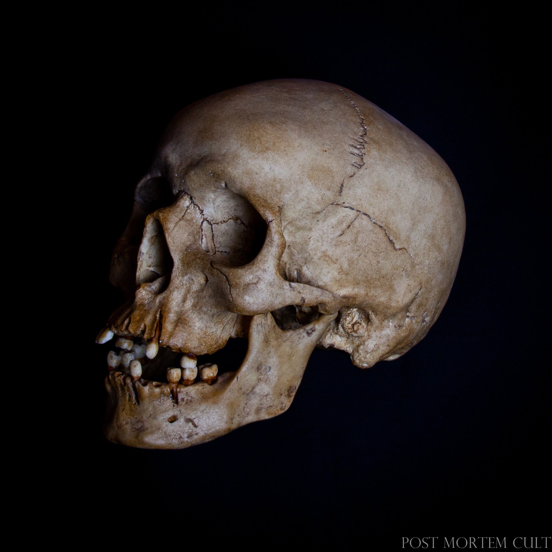 Full View of the Skull Replica:
"Experience the perfect balance of durability and realism with our high-quality resin skull replica. A detailed and accurate reproduction, ideal for displays, decor, and educational purposes."