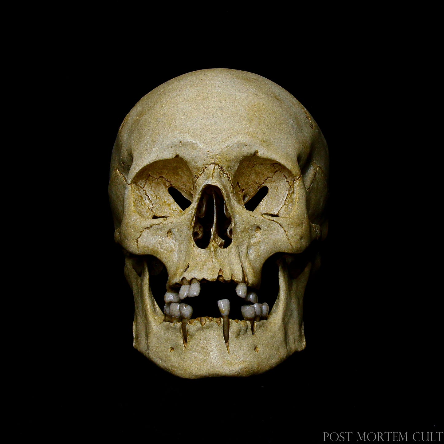 Skull on Display:
Enhance your collection with this stunning resin skull replica. Its realistic appearance and durable construction make it a standout piece for any display or educational setting