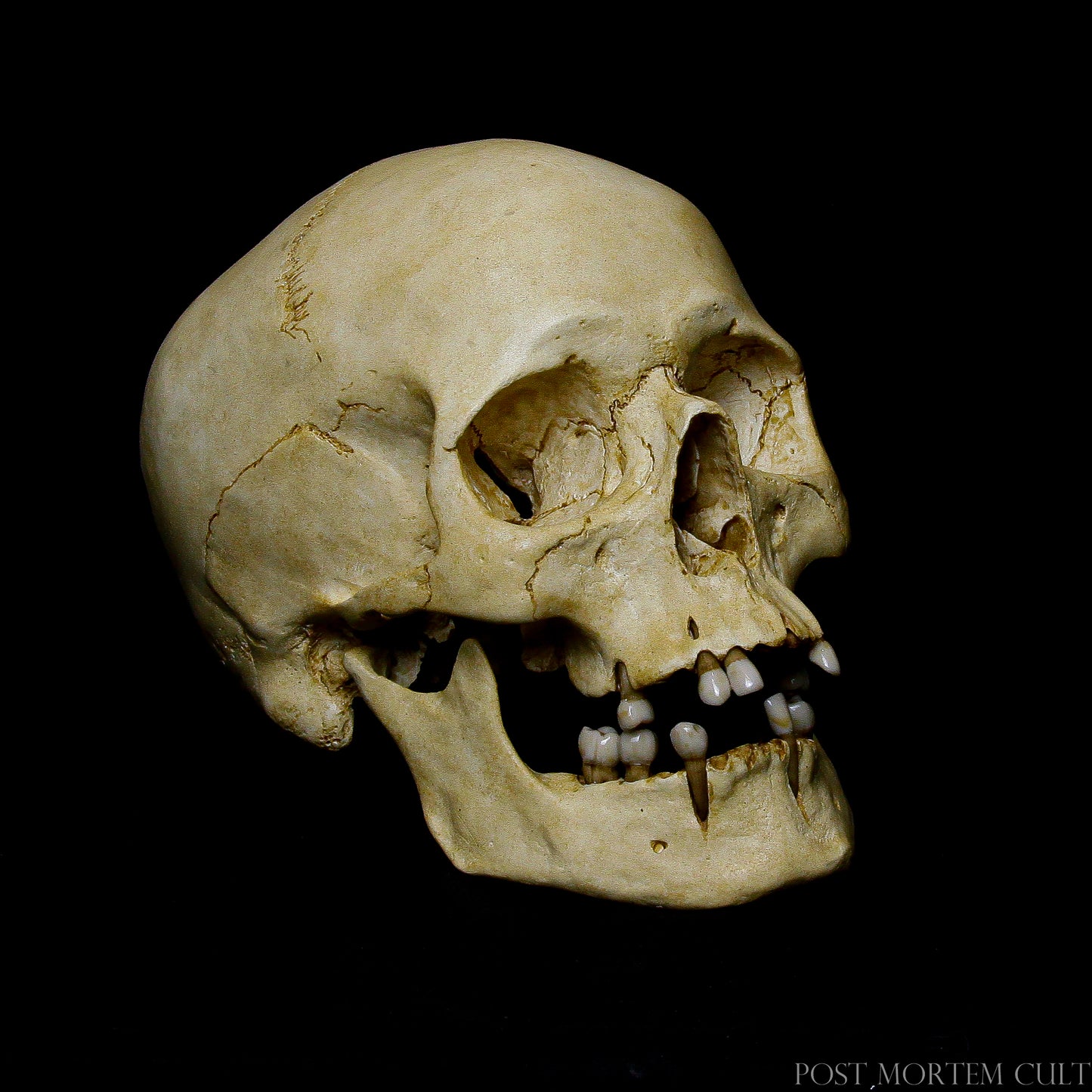 Dimensions and Scale Comparison:
Get a sense of scale with this side-by-side comparison. The 1:1 scale of the resin skull ensures it’s a true-to-life replica, adding authenticity to your collection.