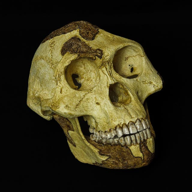 Close-up shot of the Australopithecus afarensis "Lucy" skull, showcasing fine detailing and realistic texture, emphasizing its 1:1 scale and lifelike finish.