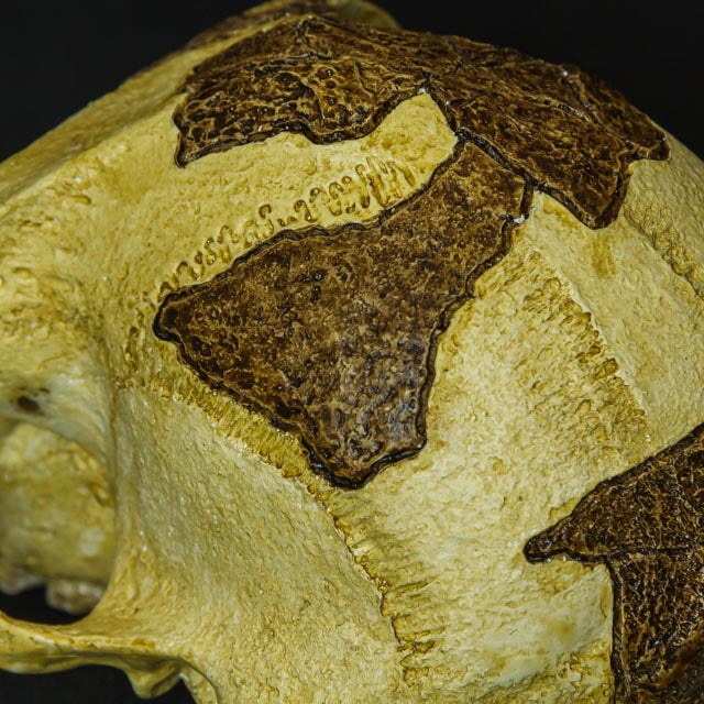 1:1 replica of the Australopithecus afarensis "Lucy" skull, focusing on the fine textures and anatomical accuracy, perfect for education or as a collector's item.