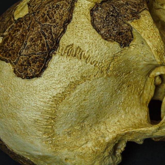 High-resolution shot highlighting the fine details and realistic textures of the Lucy skull replica, meticulously crafted to mimic the original fossil in 1:1 scale.