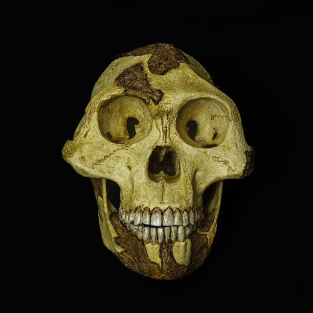 Capturing the stunning realistic texture and accurate anatomy of the Lucy skull, this 1:1 replica highlights the fossil's intricate features in perfect clarity.