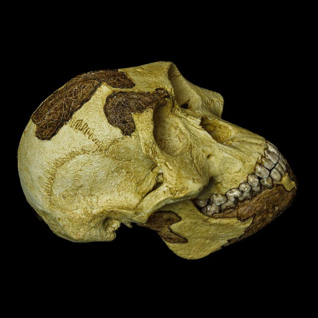 1:1 scale replica of the Australopithecus afarensis "Lucy" skull, highlighting the natural textures and contrasts between the darker and lighter tones.