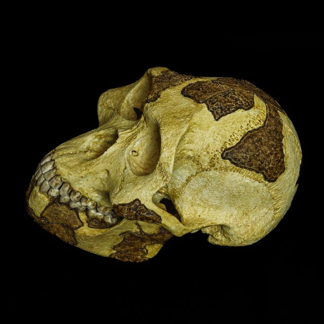 Close-up view of the Lucy skull, demonstrating the detailed textures and precise anatomical features, with the high-quality resin perfectly replicating the original fossil.