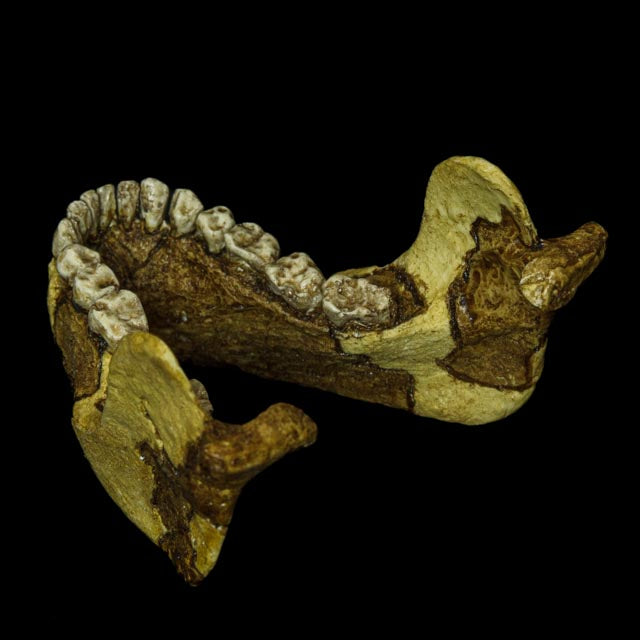 The Australopithecus afarensis "Lucy" skull, photographed to show its stunning texture, from the smooth surface to the detailed crevices, making it a perfect study piece.