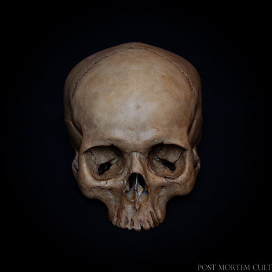 Hand-Painted Female Skull Replica – A stunningly detailed female skull replica, meticulously hand-painted in light tones with beige sand accents. This piece faithfully captures organic stains, offering an incredibly realistic texture and appearance. Ideal for collectors or as a unique decor piece.