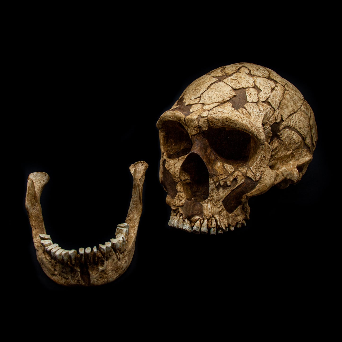 Detailed shot of the jaw and teeth of the Neanderthal skull replica La Ferrassie 1 – museum-grade fossil reproduction.