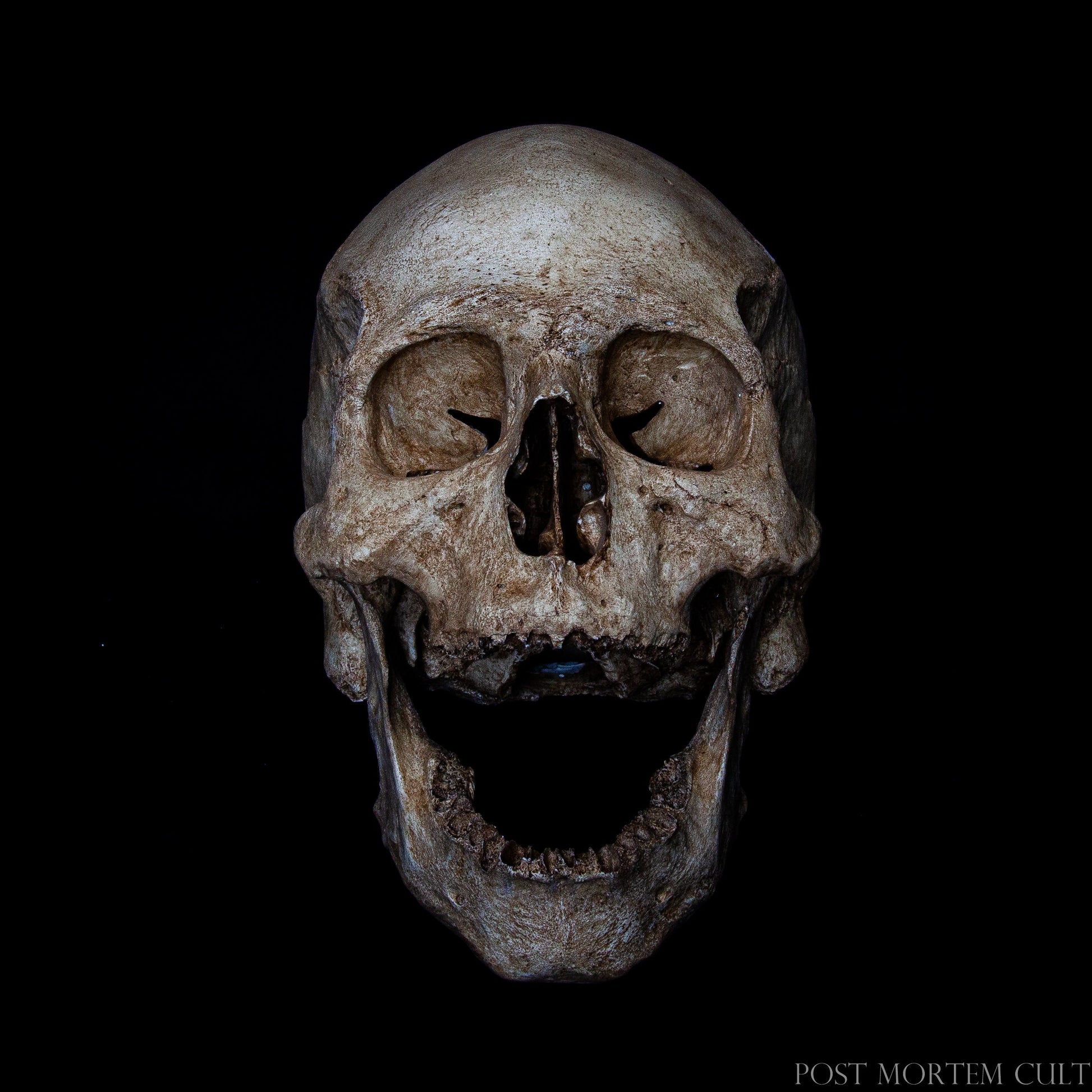 Highly realistic European adult male skull replica with detailed sutures, natural bone texture and museum-quality finish.