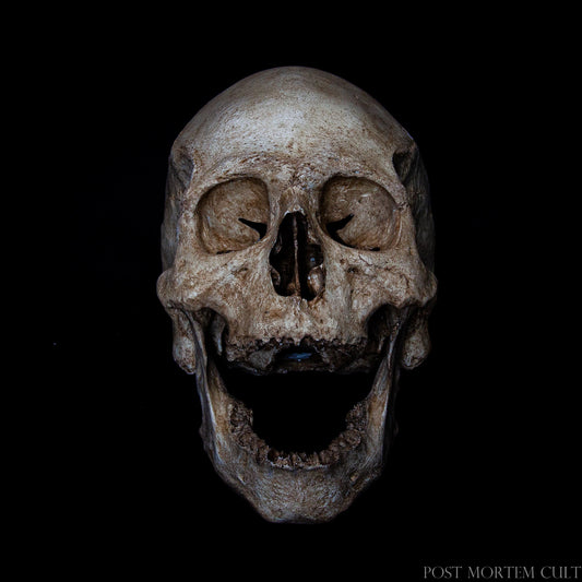 Highly realistic European adult male skull replica with detailed sutures, natural bone texture and museum-quality finish.