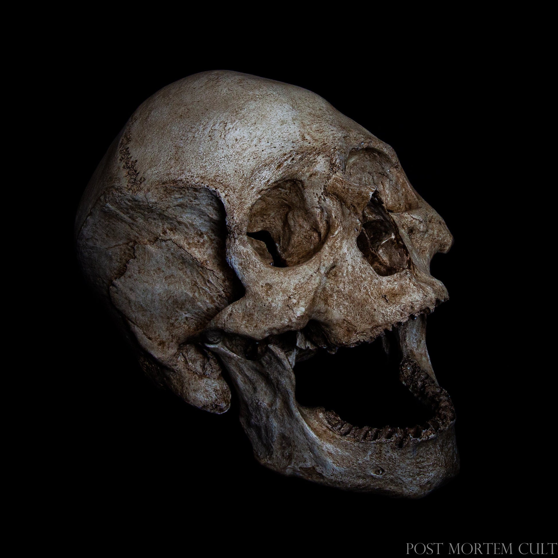 Large anatomical skull model featuring lifelike bone structure, deep texturing and precise handcrafted detailing.
