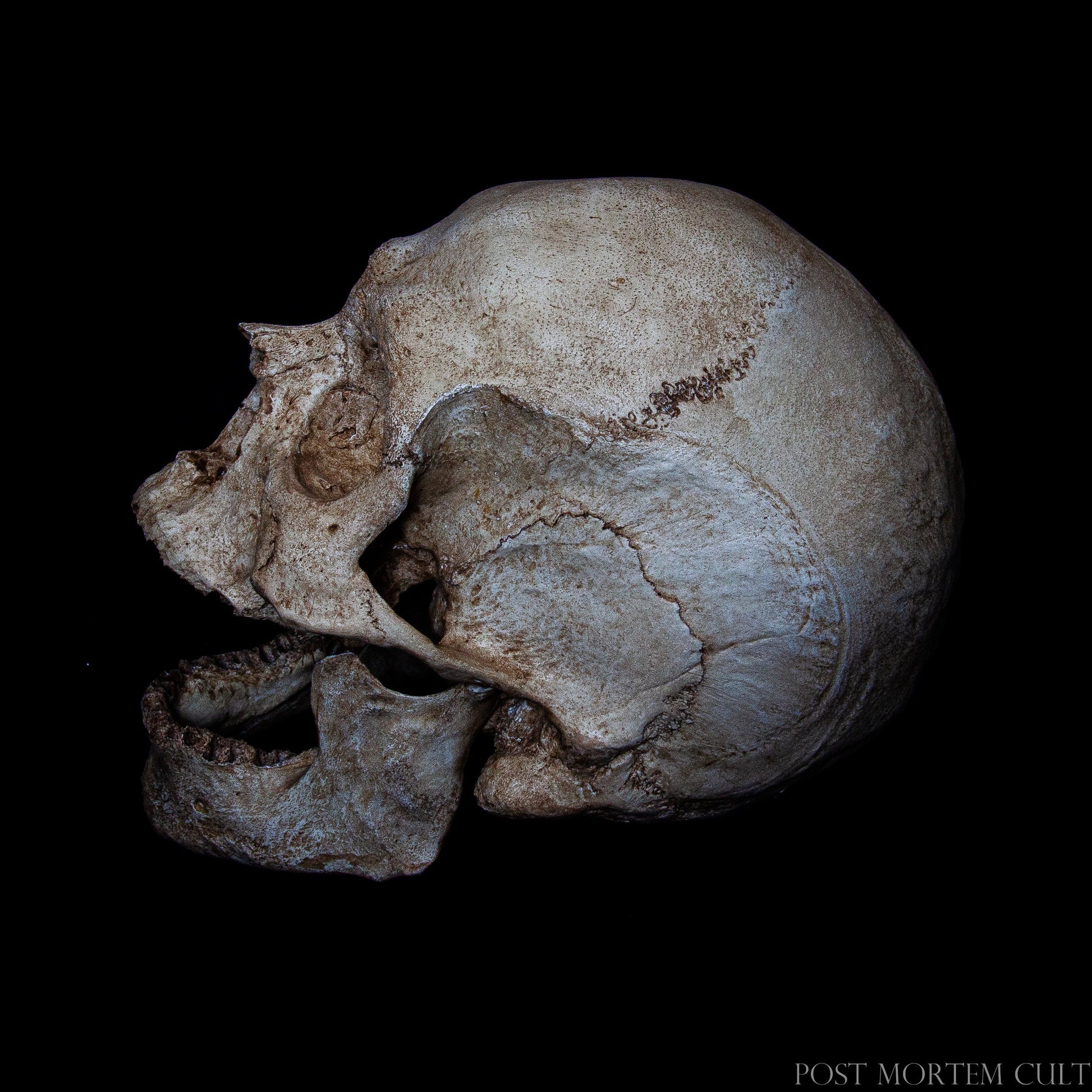 Realistic European skull replica with individually placed teeth, accurate cranial morphology and high-definition surface detail.