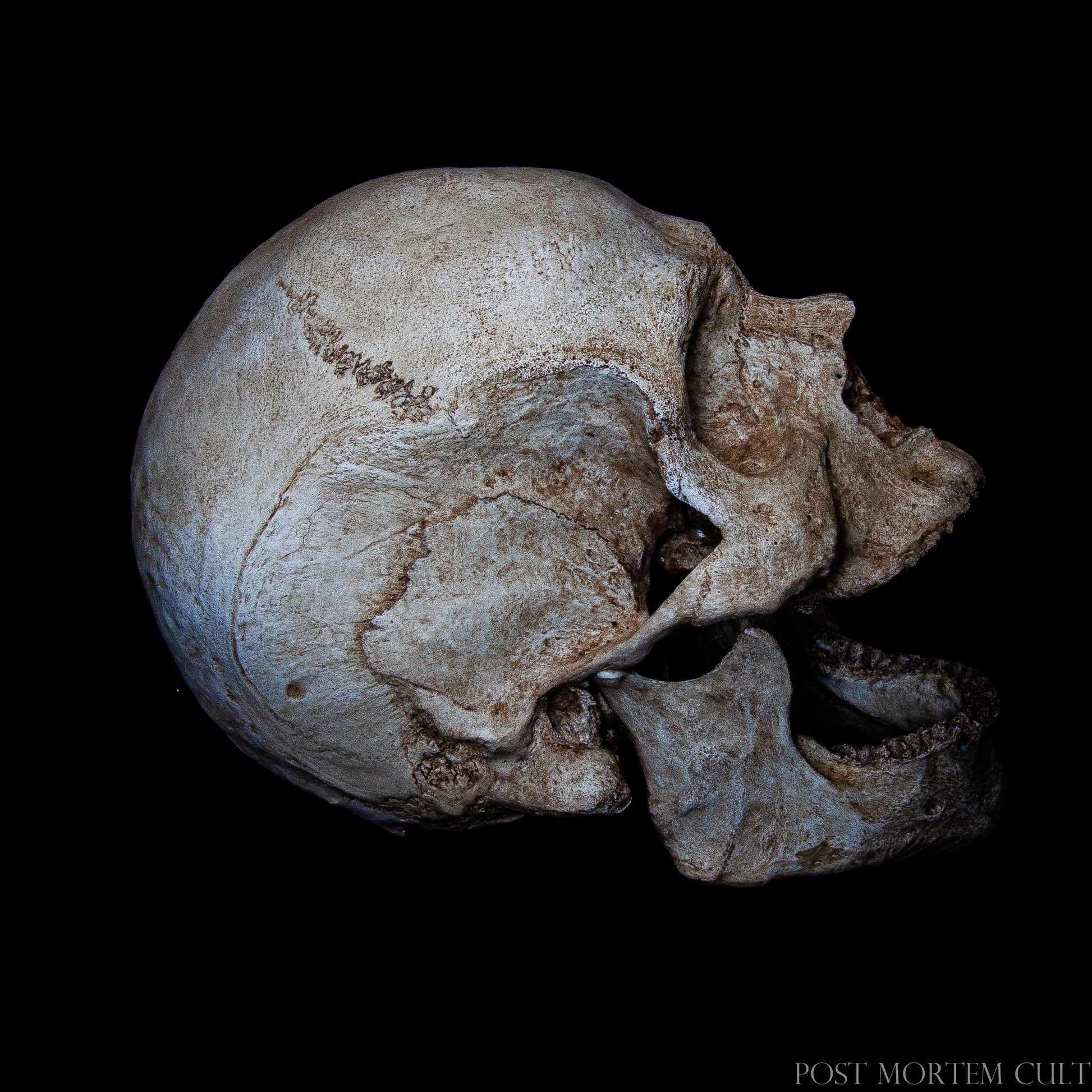 Museum-grade human skull model showcasing natural coloration, crisp sutures and a highly authentic anatomical appearance.