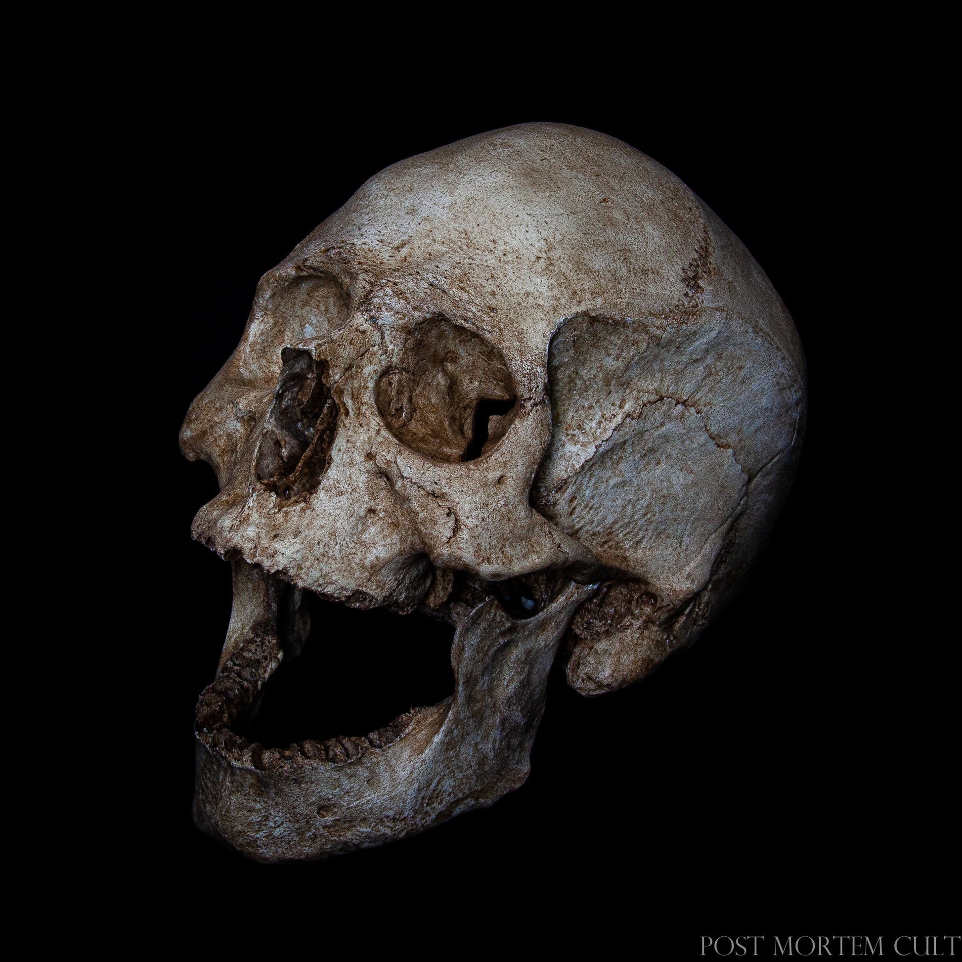 Premium handcrafted skull replica with realistic bone tones, detailed cranial contours and professional anatomical accuracy.