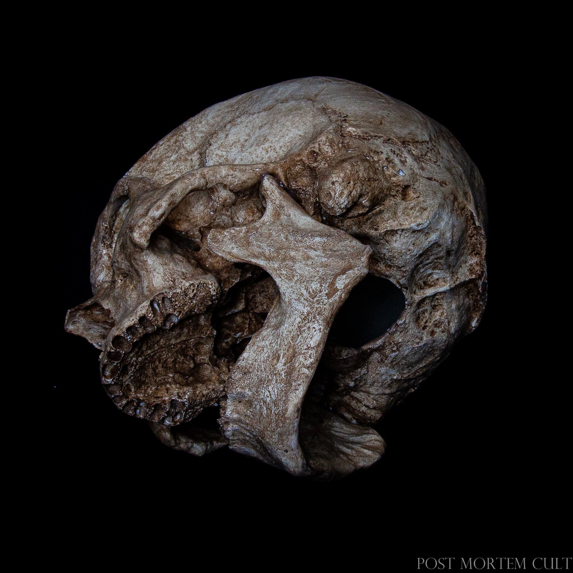 Large European male skull reproduction with naturalistic texture, hand-painted patina and true-to-life proportions.