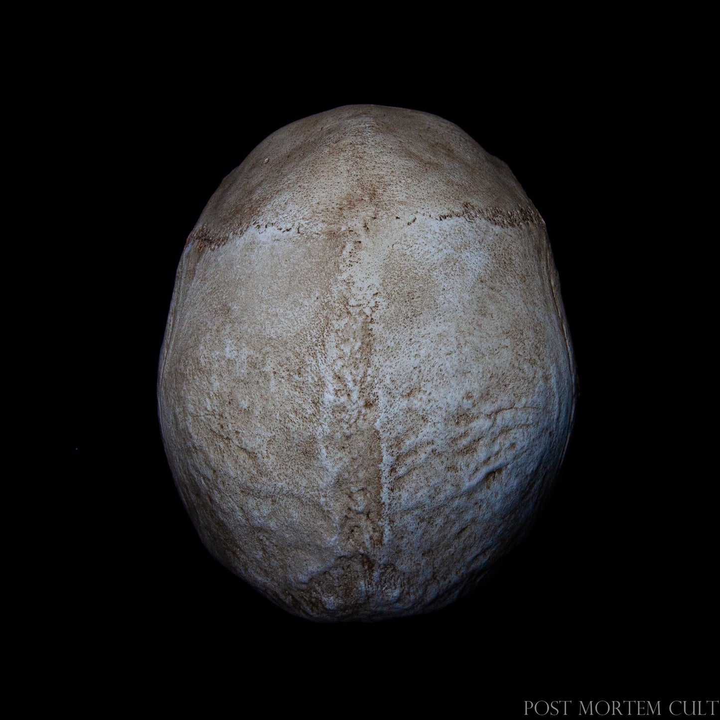 High-fidelity anatomical skull cast featuring deep textures, natural bone shading and professional museum craftsmanship.