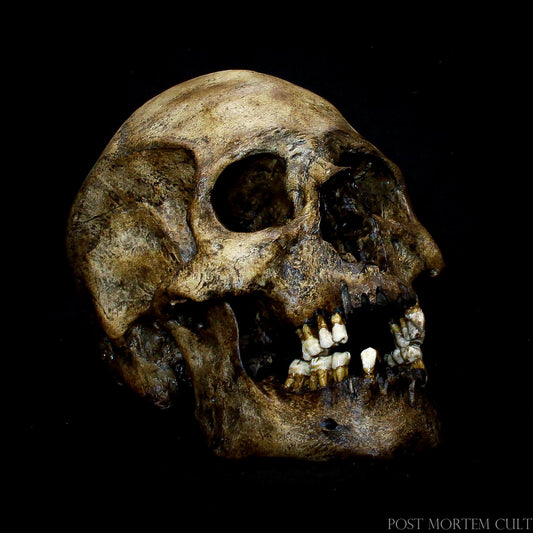 Close-up of Hand-Painted European Male Skull Replica: Capturing intricate details, this realistic skull replica showcases every texture, from the smooth erosion of the bone to the carefully