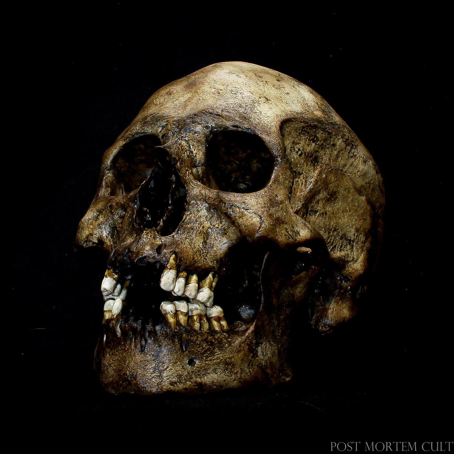 Detail of Sutures and Bone Texture: A close-up shot highlighting the realistic texture of the bones, meticulously recreated on this European male skull. Each suture and surface imperfection has been hand-painted for an accurate, lifelike representation.