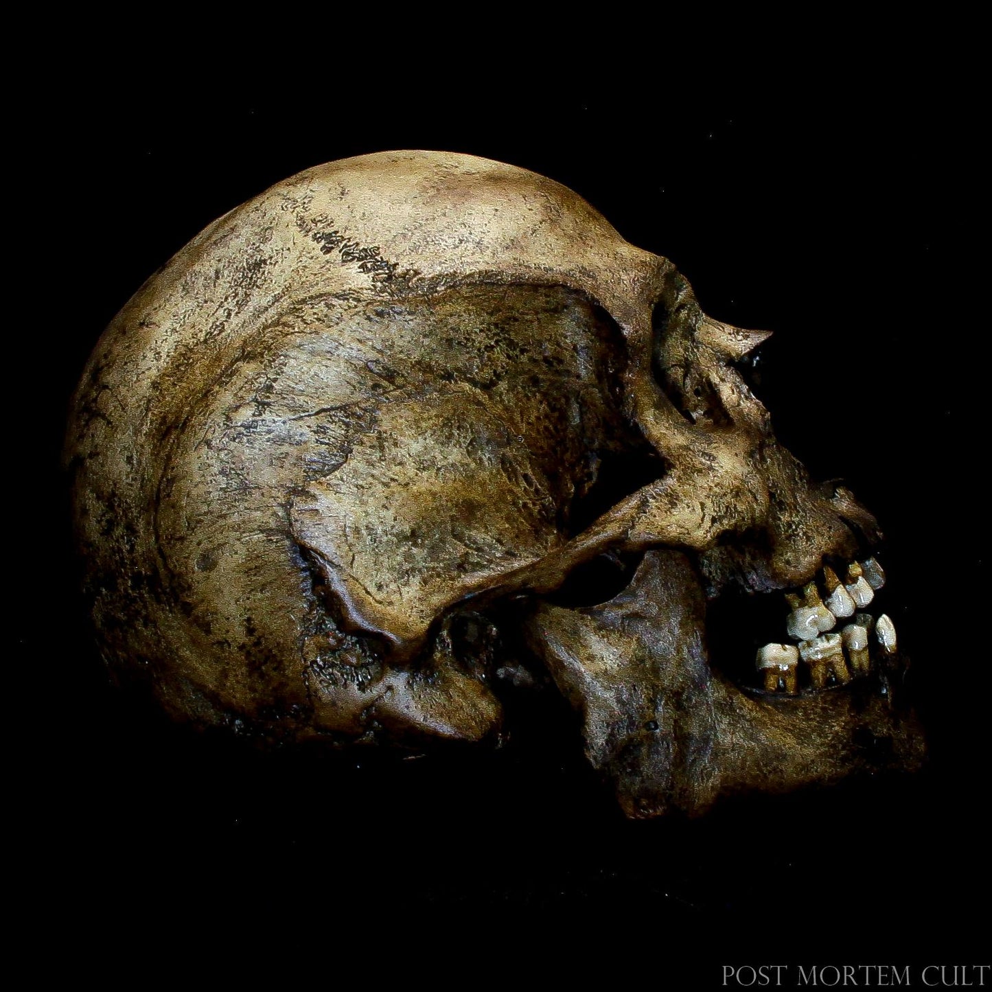 Realistic European Skull Replica on Display: Featuring exceptional craftsmanship, this hand-painted skull showcases realistic features, making it an ideal addition to any museum-quality collection or scientific decor.