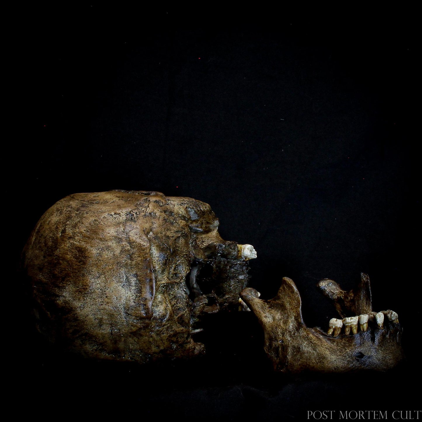 European Skull Replica with Certificate of Authenticity: This detailed, hand-painted skull replica comes with a certificate of authenticity and brand seal, emphasizing its genuine craftsmanship and value for serious collectors.