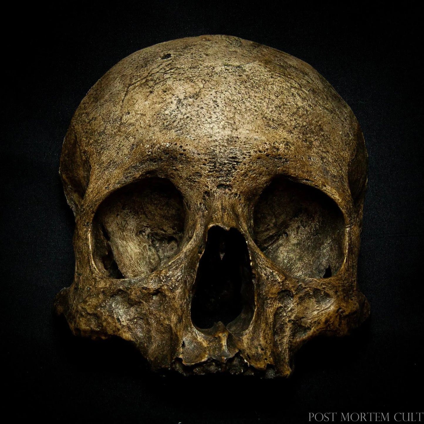 Side angle showcasing the lifelike depth and sculpted contours of the wall-mounted skull mask, ideal for gothic décor and curiosity cabinet walls.