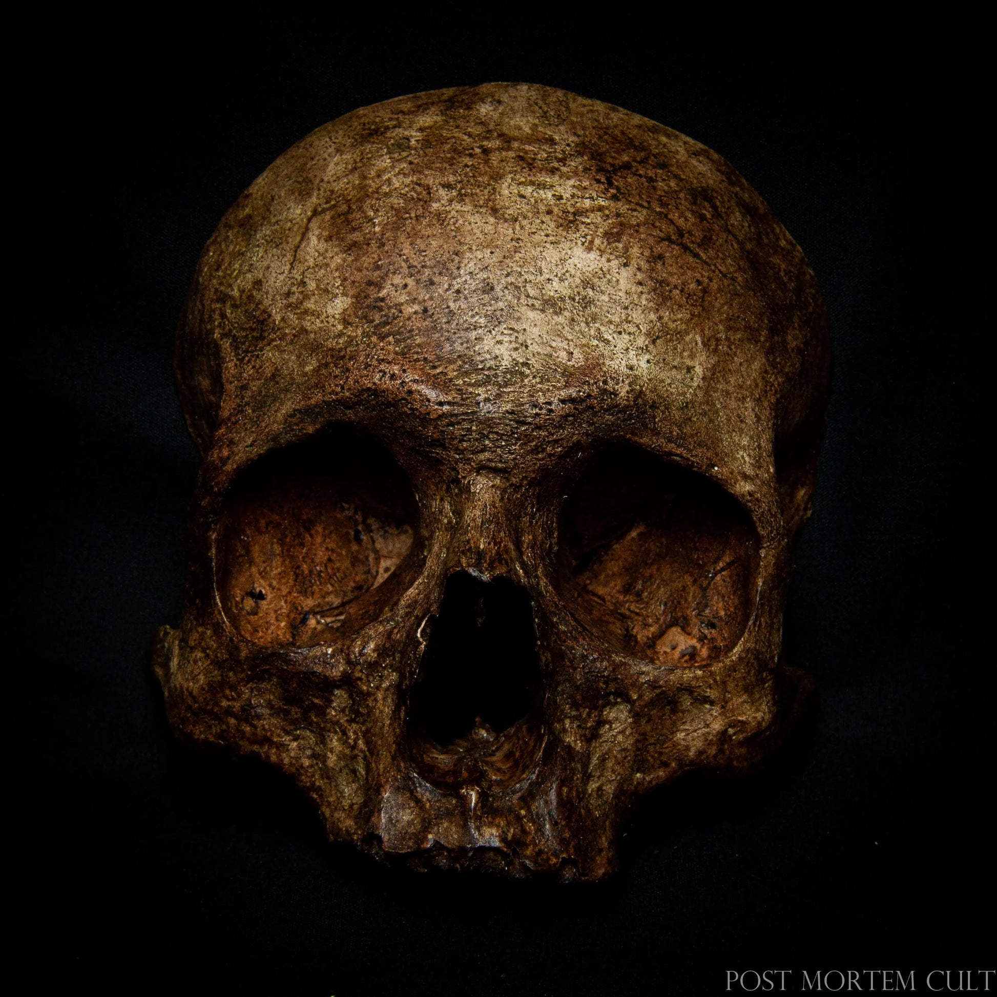 Mounted display example of the wall skull, demonstrating how it enhances any room with eerie elegance and museum-inspired realism.