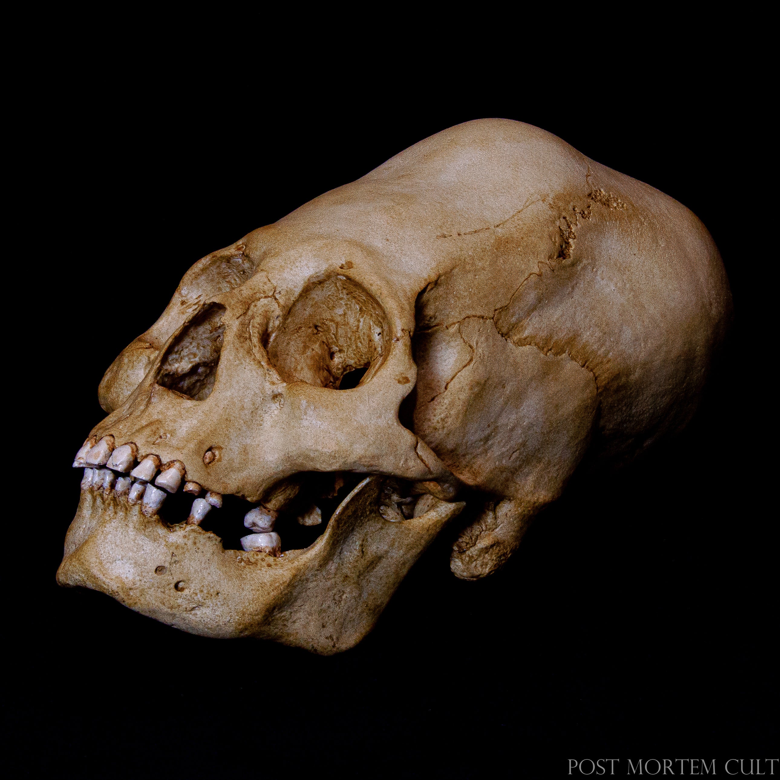 Elongated Skull Replica - Nazca Skull – Post Mortem Cult