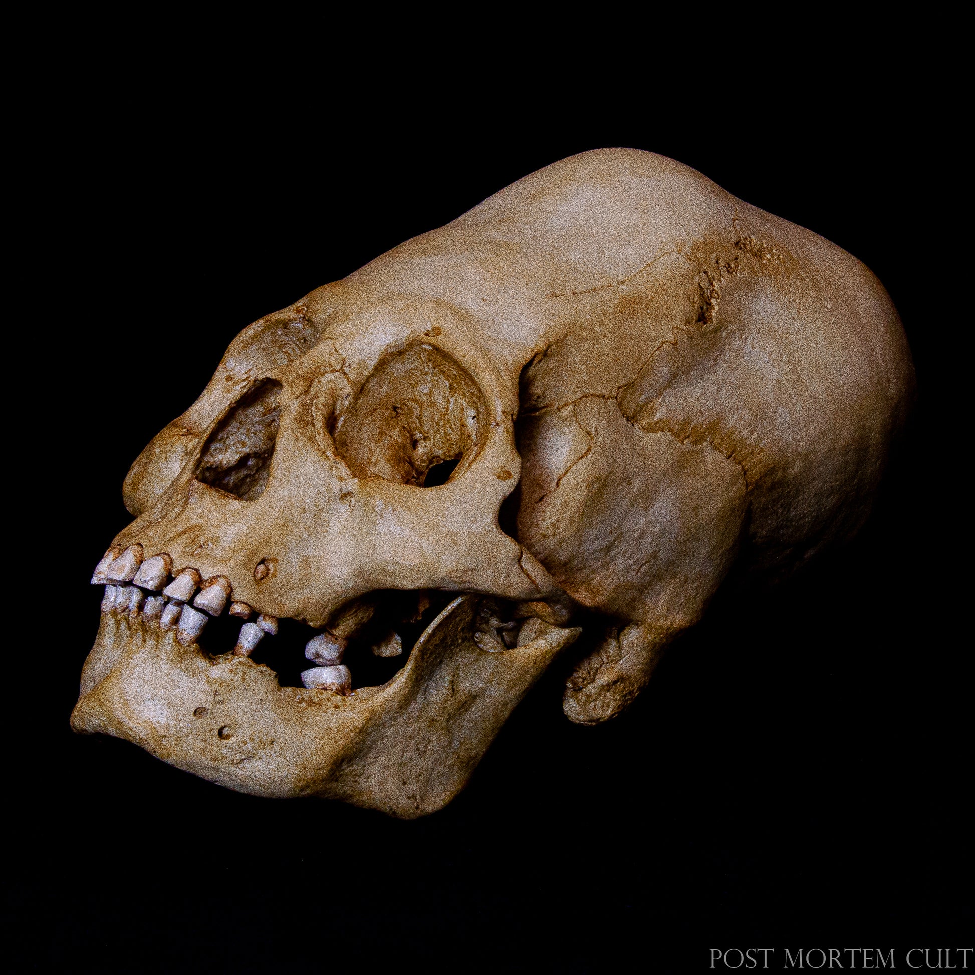 The Paracas elongated skull replica showcases the true essence of the ancient Paracas culture. Hand-painted with realistic bone tones, it is perfect for historians, collectors, and anyone interested in pre-Columbian history. Ideal for anatomical studies and museum displays.