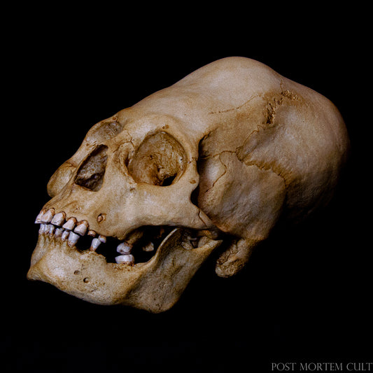 The Paracas elongated skull replica showcases the true essence of the ancient Paracas culture. Hand-painted with realistic bone tones, it is perfect for historians, collectors, and anyone interested in pre-Columbian history. Ideal for anatomical studies and museum displays.