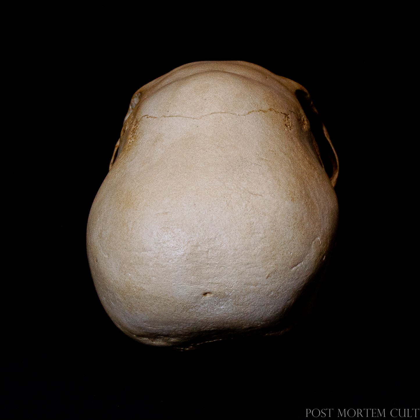 Crafted with care, this Paracas skull replica is made from polyurethane resin and hand-painted to perfection. Its striking elongated shape and authentic bone-like texture make it an ideal piece for display in a historical collection or museum exhibit.